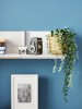 Lifestyle-Bild eines Wandregals an blauer Wand mit Pflanze und Retro-Kameras.